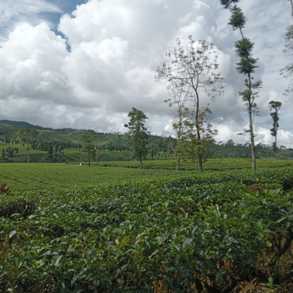 Cianjur Selatan