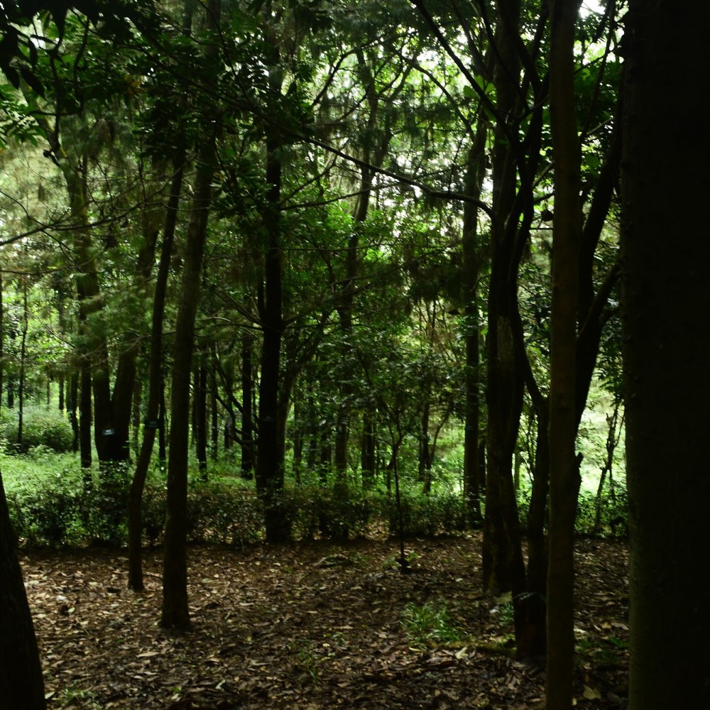 HUKOCI Hutan Kota Cianjur