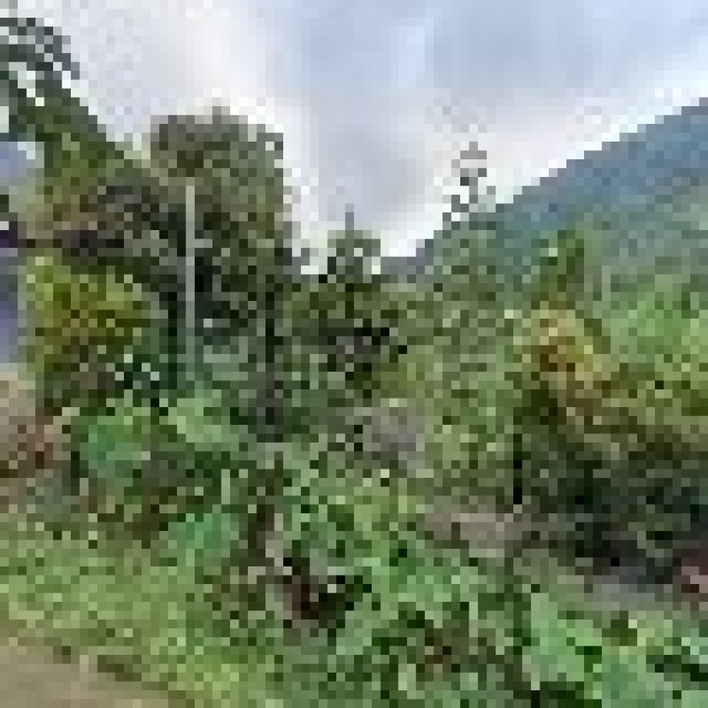 Lewi Kujang