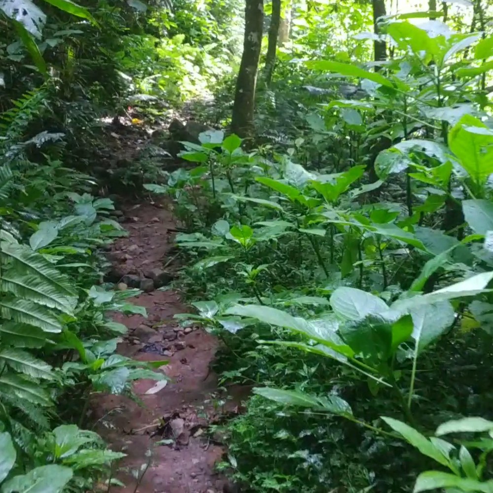 Curug Ciheulang Perkebunan Teh Maleber