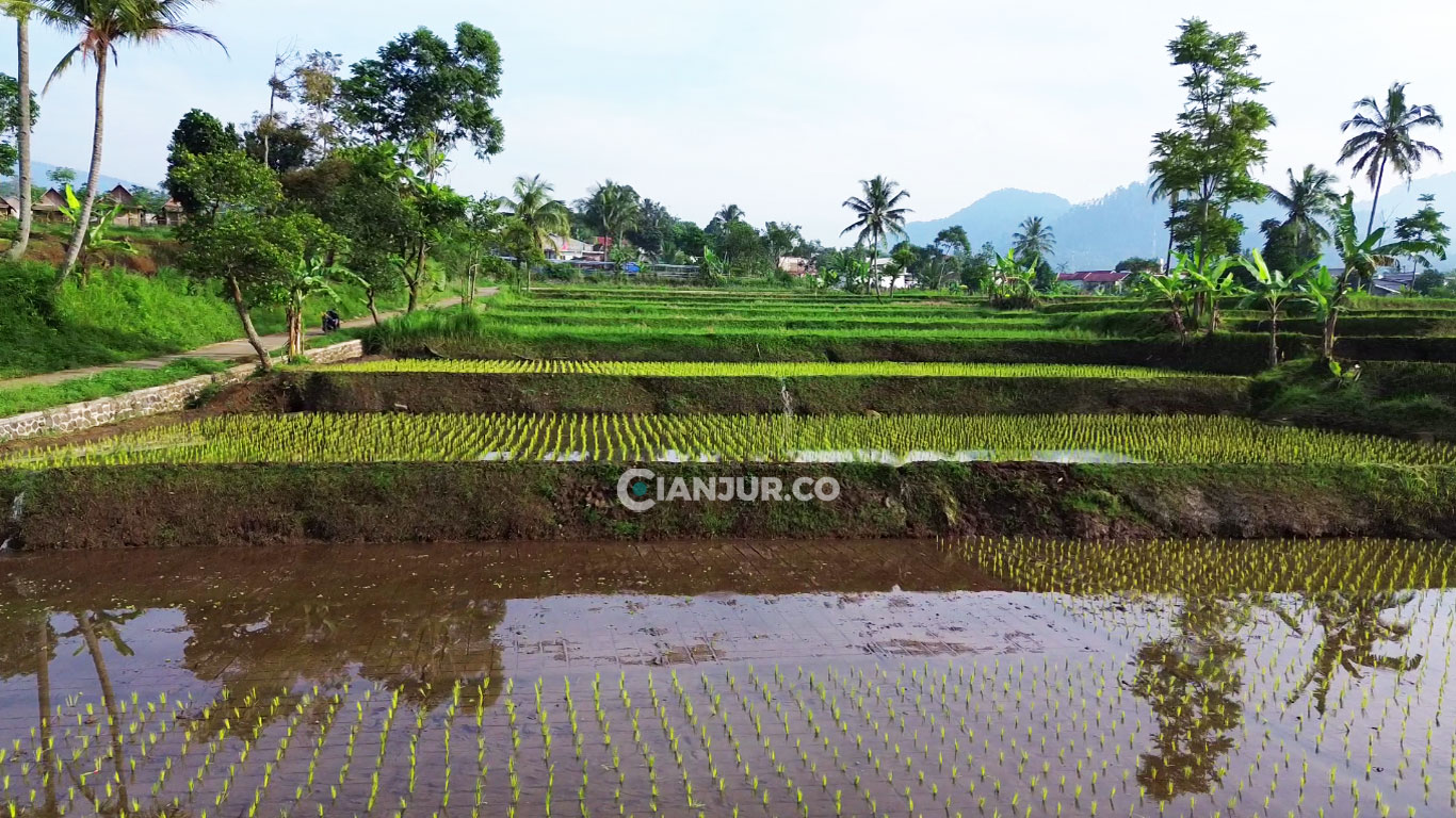 pertanian padi di desa sarampad