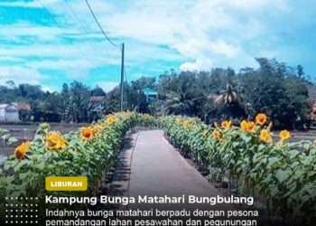 kampung bunga matahari bungbulang