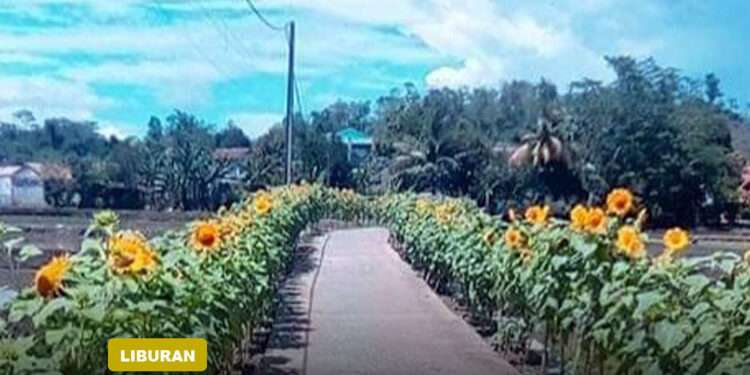 kampung bunga matahari bungbulang