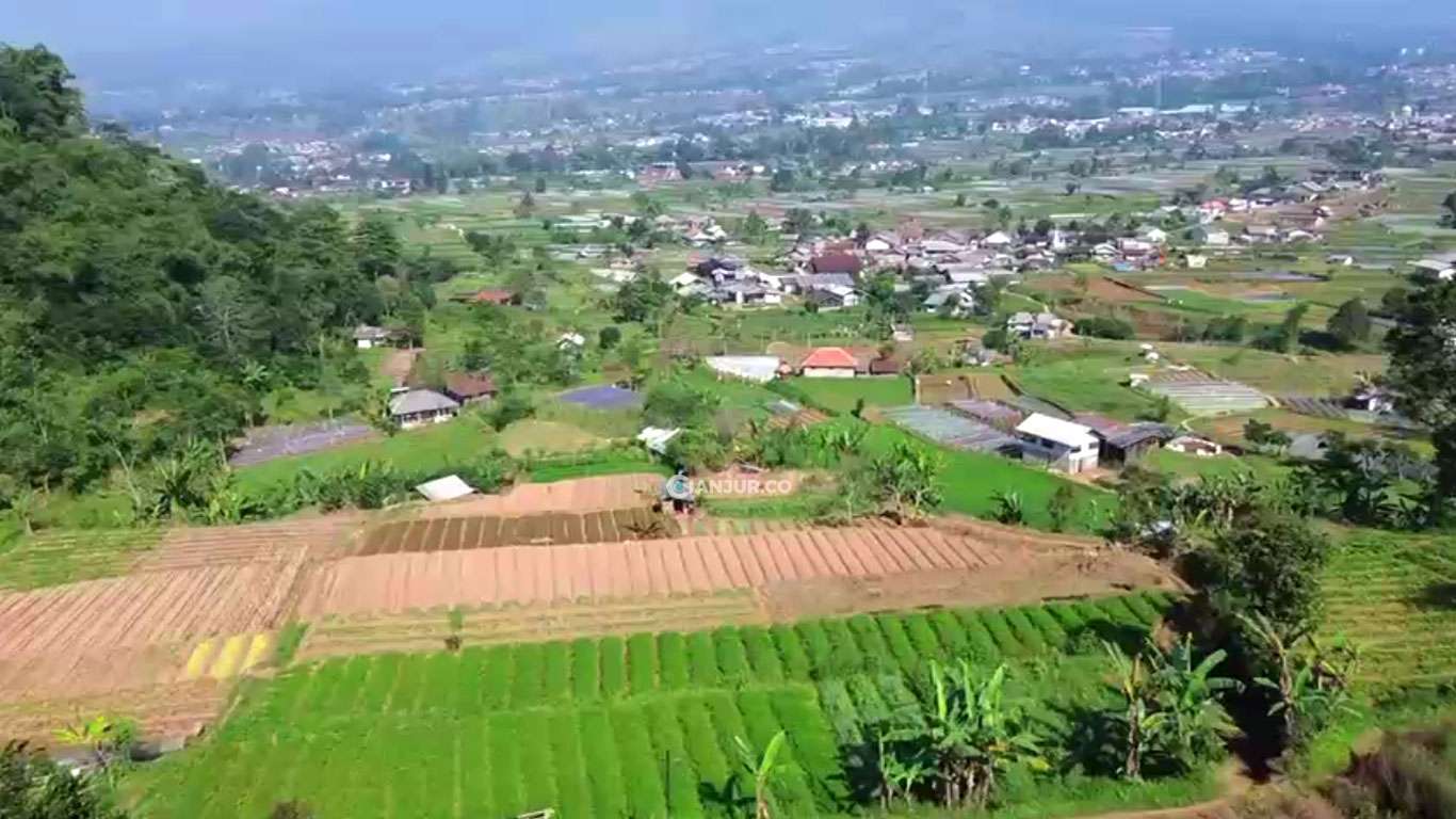 Okiagaru Farm Tunggilis Ciputri hamparan kebun