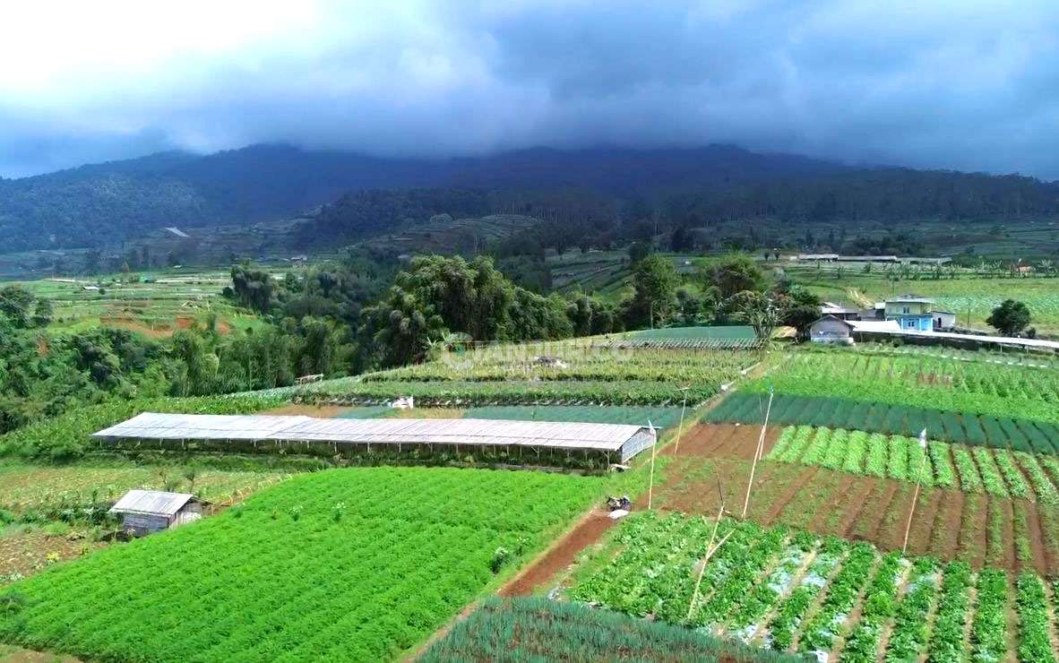 hamparan kebun desa galudra