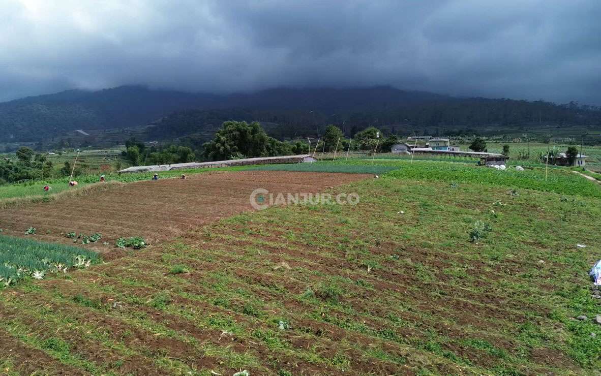 Gunung Gede Pangrango di Desa Galudra tertutup awan