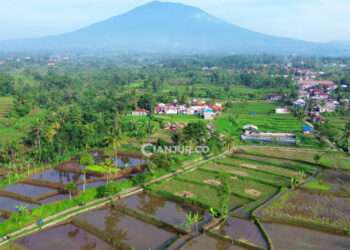 ketahanan pangan lokal di desa sarampad