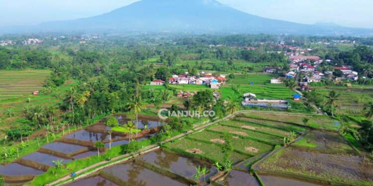 ketahanan pangan lokal di desa sarampad