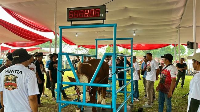 Tiga Bulan Rawat Wongso, Suparjo Ikut Kontes Sapi APPSI 2026