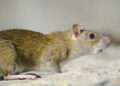 Kebiasaan di Rumah yang Bisa Mengundang Tikus