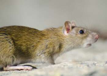 Kebiasaan di Rumah yang Bisa Mengundang Tikus