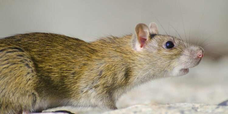 Kebiasaan di Rumah yang Bisa Mengundang Tikus