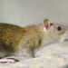 Kebiasaan di Rumah yang Bisa Mengundang Tikus