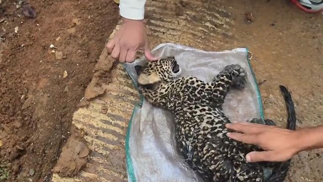 Auman Diduga Induk Macan Tutul Resahkan Warga Cibinong Cianjur