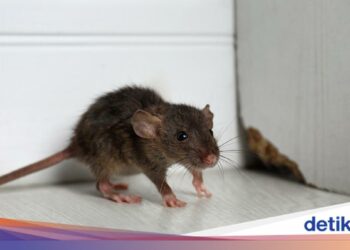 Empat Kebiasaan di Rumah yang Bisa Mengundang Tikus