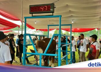 Tiga Bulan Rawat Wongso, Suparjo Ikut Kontes Sapi APPSI 2026