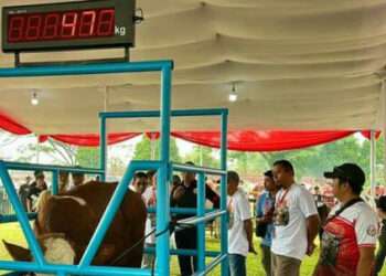 kontes sapi appsi piala presiden 2026