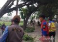 DLH Cianjur Tingkatkan Pemangkasan Pohon Rawan Tumbang