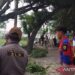 DLH Cianjur Tingkatkan Pemangkasan Pohon Rawan Tumbang