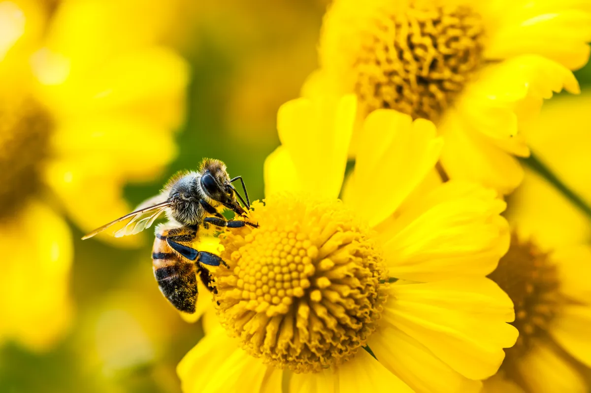 Bee Rilis Dua Perangkat AI Baru, Harga Mulai US$74,99