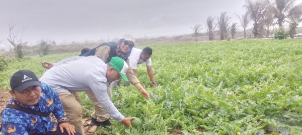 Penampungan Panen Buka Peluang Petani Semangka Talagasari