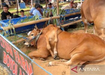 Sapi Madura Berkaki Enam dari Boyolali Juara Kontes Piala Presiden 2026