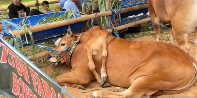 Sapi Madura Berkaki Enam dari Boyolali Juara Kontes Piala Presiden 2026