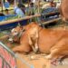 Sapi Madura Berkaki Enam dari Boyolali Juara Kontes Piala Presiden 2026