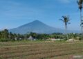 Garut Siapkan Lahan Marjinal untuk Singkong Bahan Bioetanol