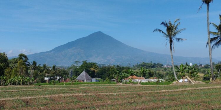 Garut Siapkan Lahan Marjinal untuk Singkong Bahan Bioetanol