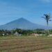 Garut Siapkan Lahan Marjinal untuk Singkong Bahan Bioetanol