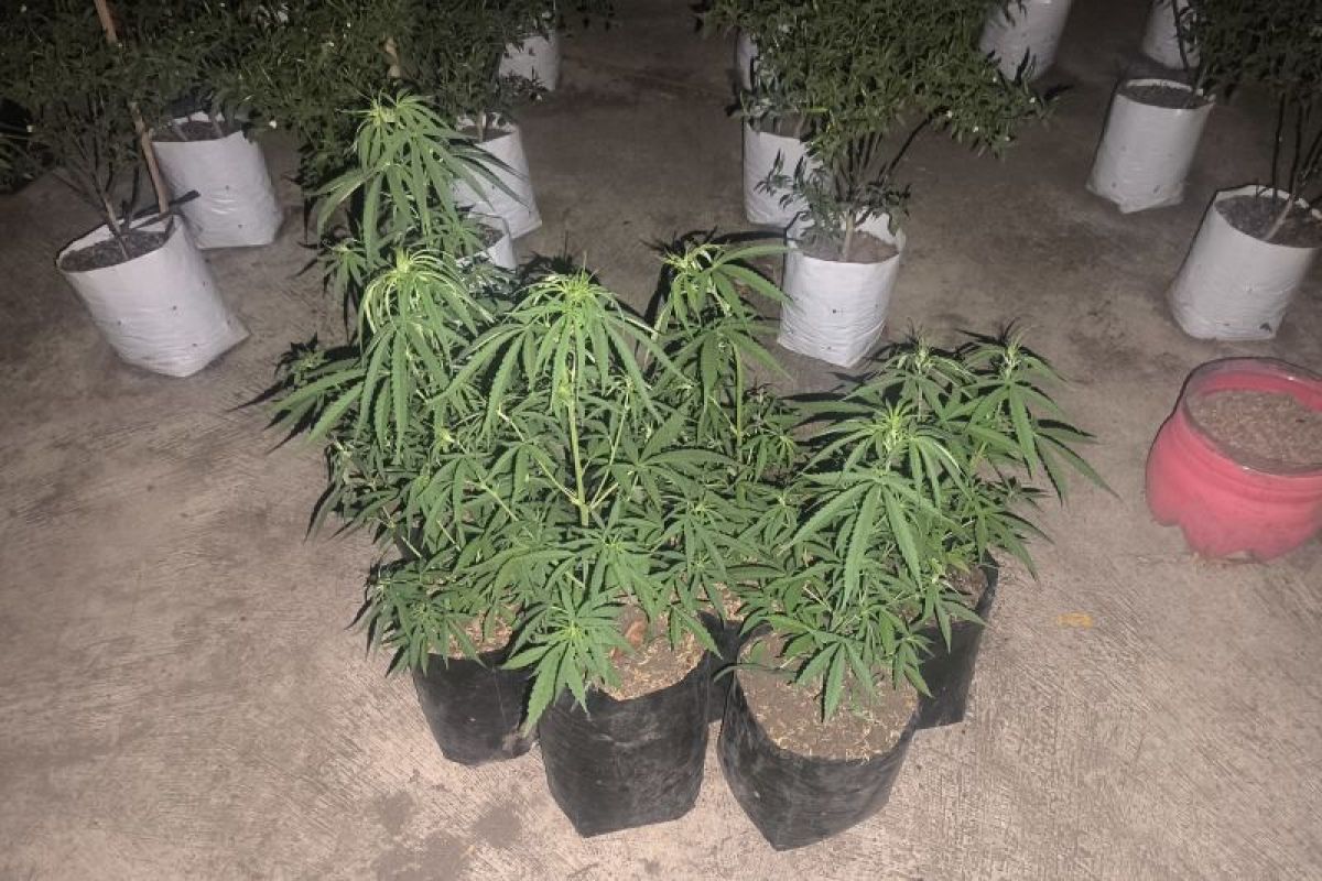 Dua Pemuda di Rajapolah Ditangkap karena Tanam Ganja di Kebun Cabai