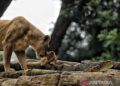 Pemkot Bandung Prioritaskan Transisi Pengelolaan Bandung Zoo dan Eks Pekerja