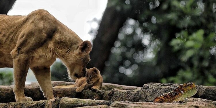 Pemkot Bandung Prioritaskan Transisi Pengelolaan Bandung Zoo dan Eks Pekerja
