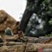 Pemkot Bandung Prioritaskan Transisi Pengelolaan Bandung Zoo dan Eks Pekerja